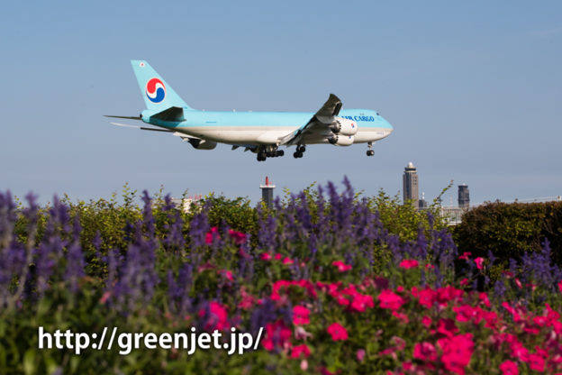 成田 桜の山にて 大韓航空 ボーイング747-8B5F/SCD