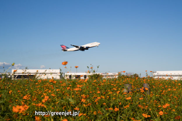 成田 オレンジコスモスとデルタ航空のボーイング747