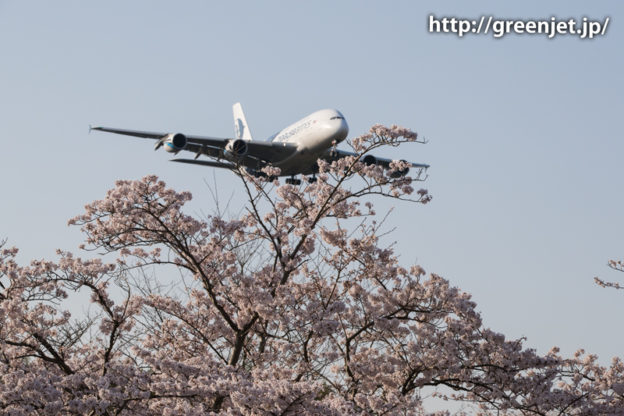 マレーシア航空のA380＠桜満開の芝山水辺の里