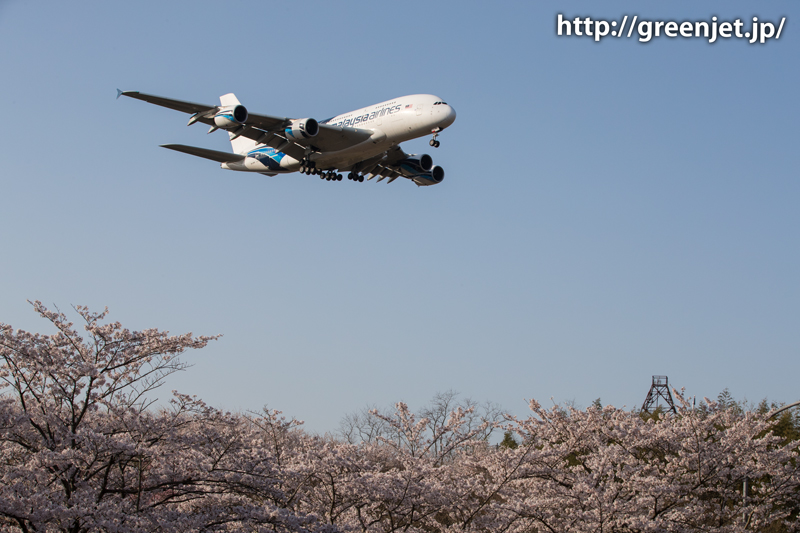 マレーシア航空のA380＠桜満開の芝山水辺の里