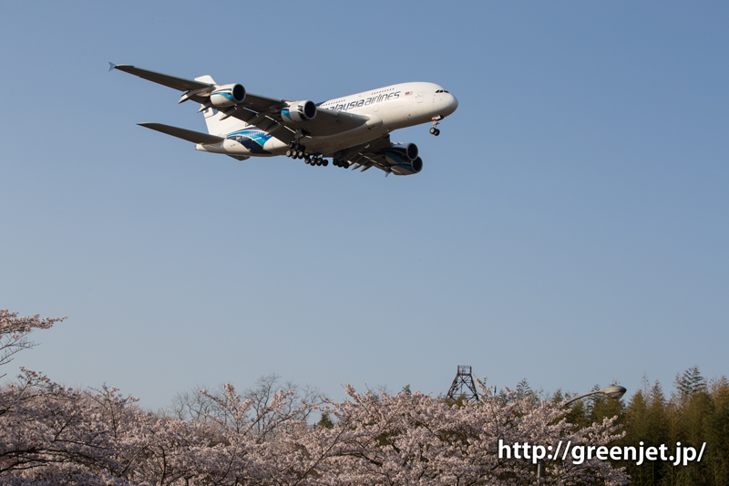 マレーシア航空のA380＠桜満開の芝山水辺の里
