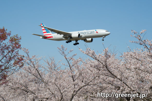 アメリカン航空のB777＠桜満開のさくらの山