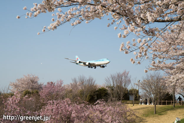 大韓航空のB747＠桜満開のさくらの山