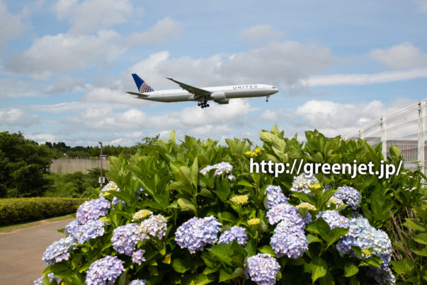紫陽花とユナイテッド航空のボーイング777