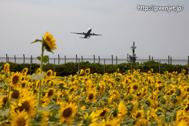 飛行機と向日葵/エバー航空のA330