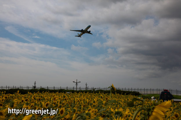 飛行機と向日葵/ベトナム航空のA350