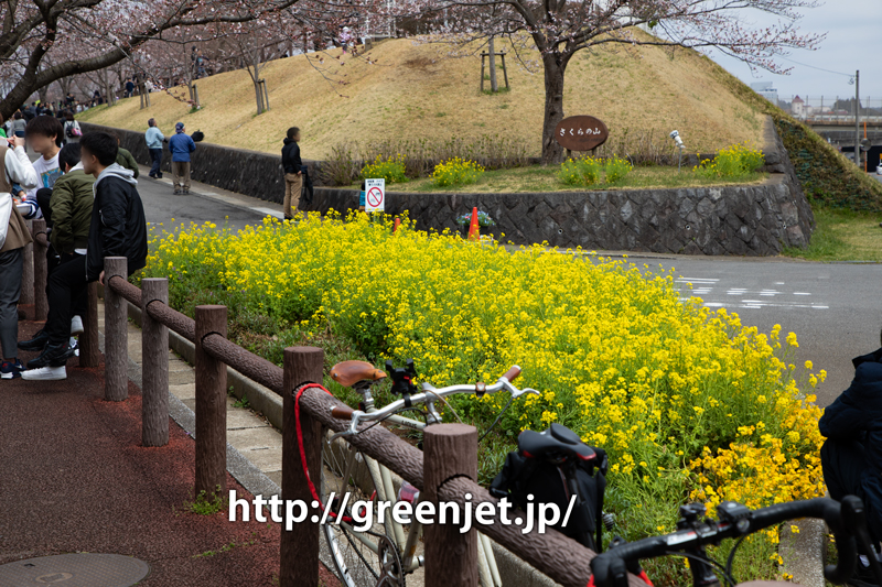 もうちょいで満開ですね。今年の成田・さくらの山の桜