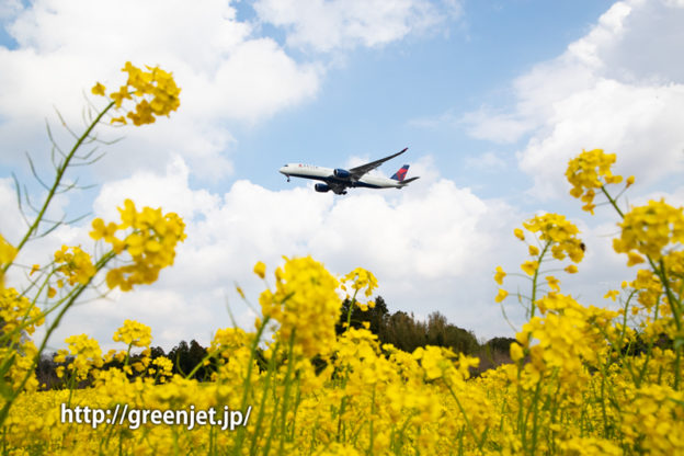 菜の花とデルタのA350