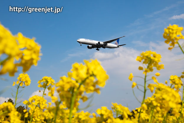 菜の花とユナイテッド航空のB777