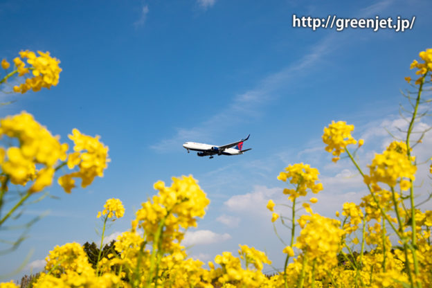 菜の花とデルタのB767
