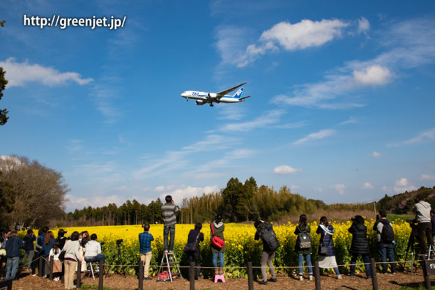 菜の花とユナイテッド航空のB777