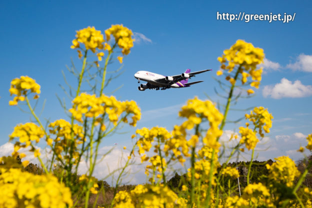 菜の花とタイ国際航空のA380