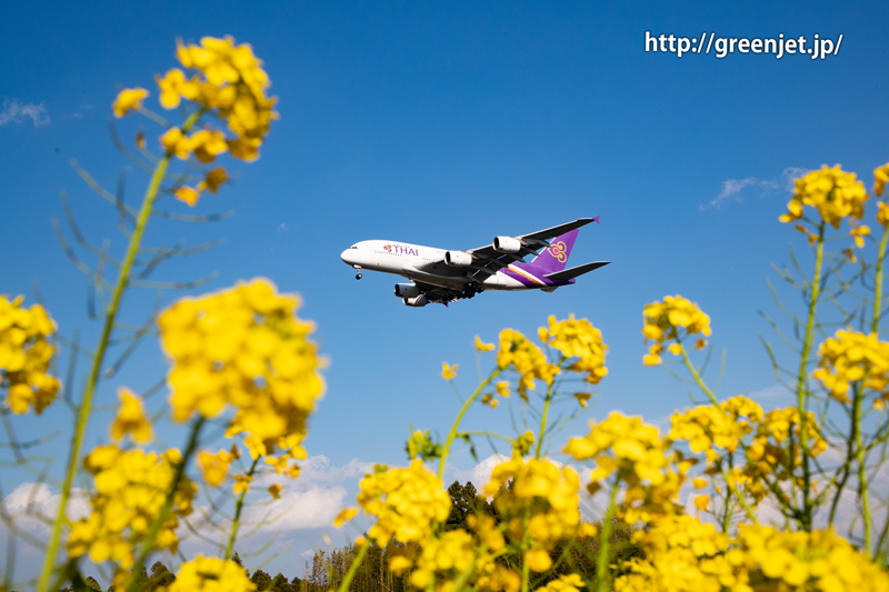 菜の花とタイ国際航空のA380