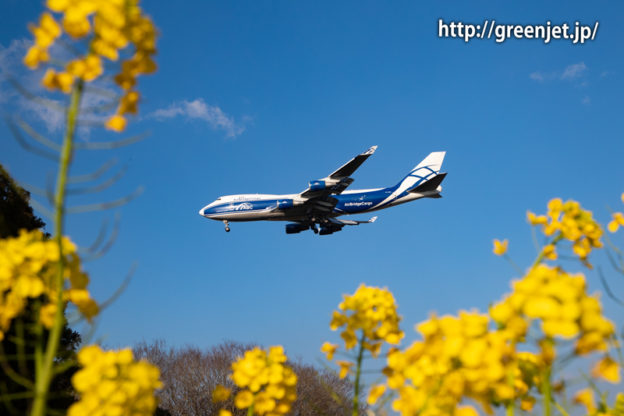 菜の花とAirBridgeCargoのジャンボ
