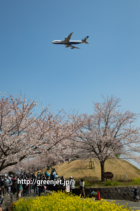 満開の桜！さくらの山にて飛行機と