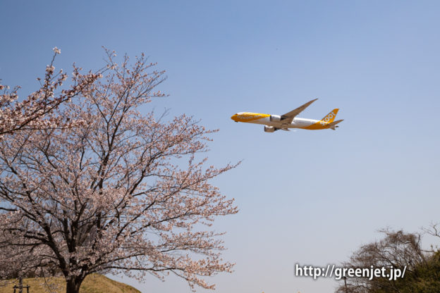 満開の桜！さくらの山にて飛行機と