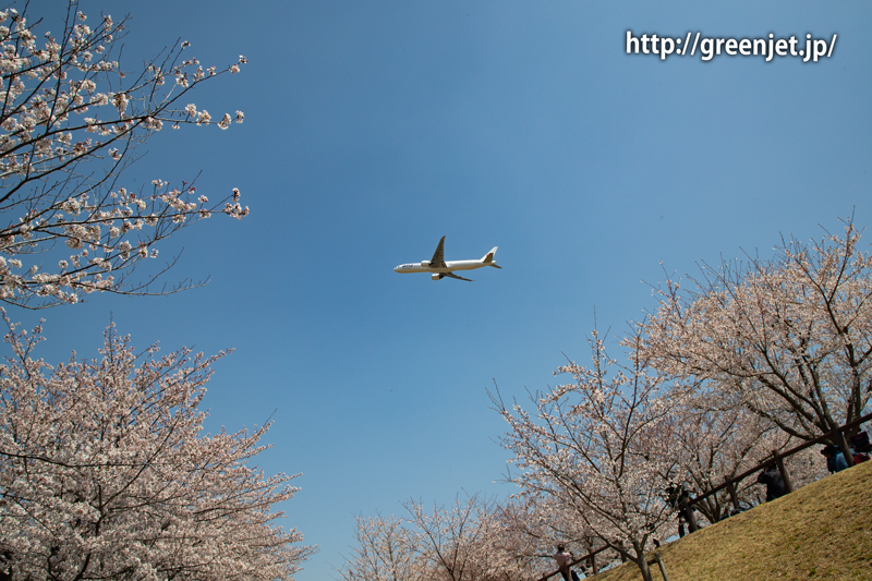 満開の桜！さくらの山にて～JALのB777