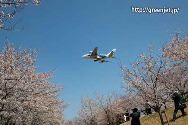 満開の桜！さくらの山にて～マレーシアのA380