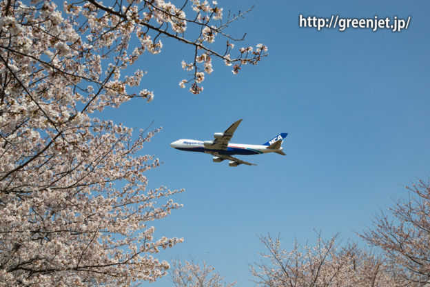 満開の桜！さくらの山にて飛行機と