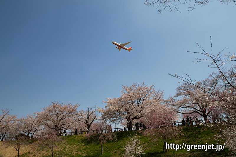 満開の桜！さくらの山にて飛行機と