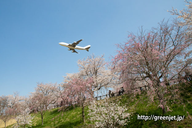 さくらの谷で飛行機写真