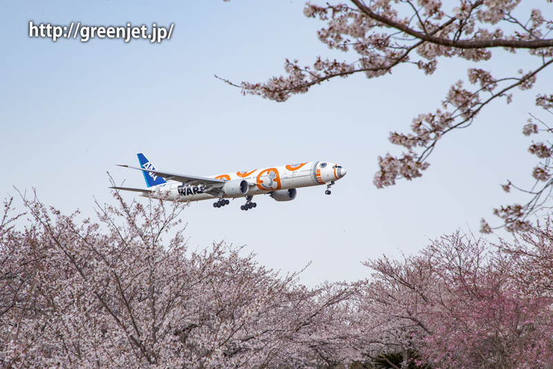 さくらの山上空に進入する飛行機と桜