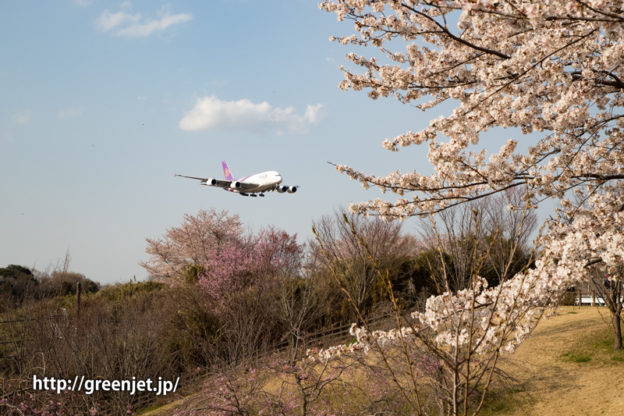 さくらの山上空に進入する飛行機と桜