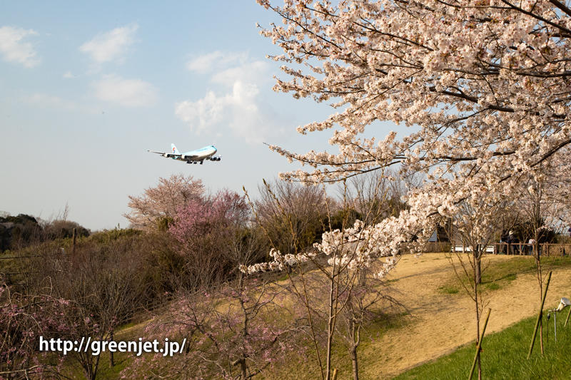 さくらの山上空に進入する飛行機と桜