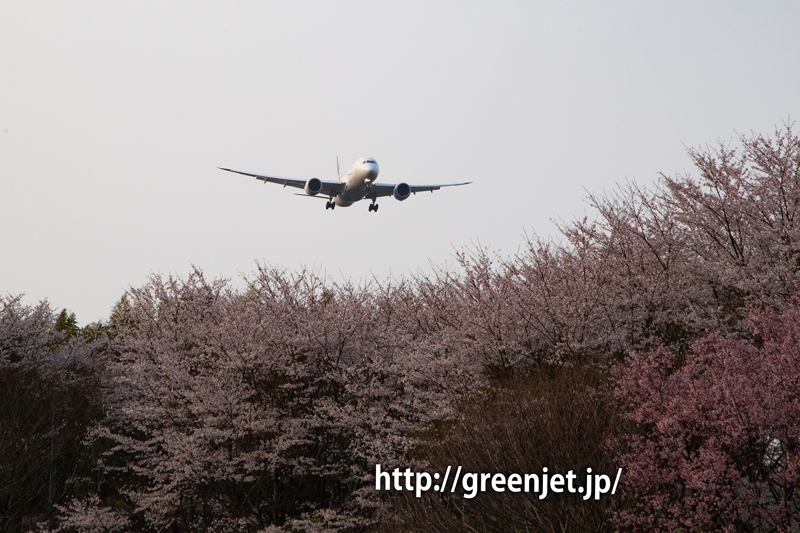 満開の成田の桜と飛行機の写真