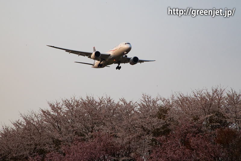 満開の成田の桜と飛行機の写真
