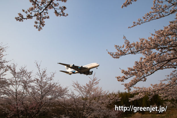 満開の成田の桜と飛行機の写真