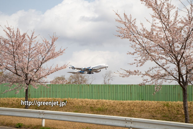 さくらの丘近くの路上で捉える桜と飛行機