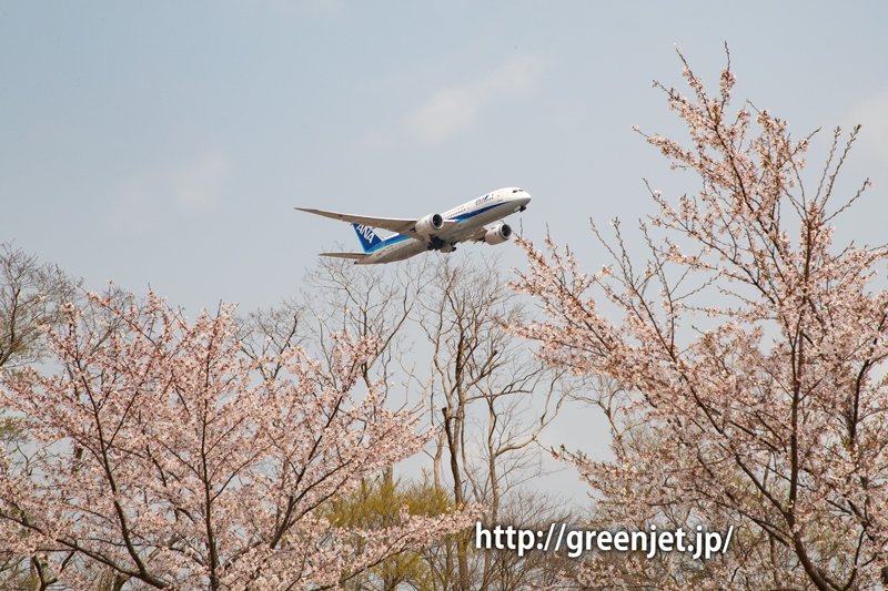 さくらの丘近くの路上で捉える桜と飛行機