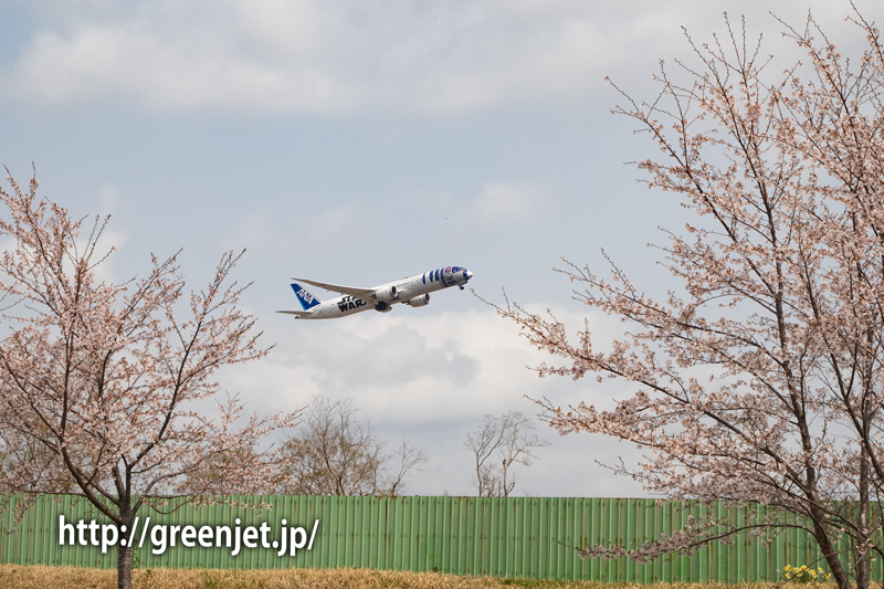 さくらの丘近くの路上で捉える桜と飛行機