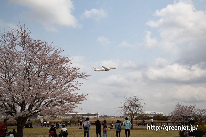 さくらの丘で捉える桜と飛行機