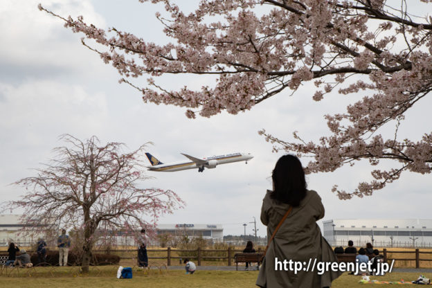 さくらの丘で捉える桜と飛行機