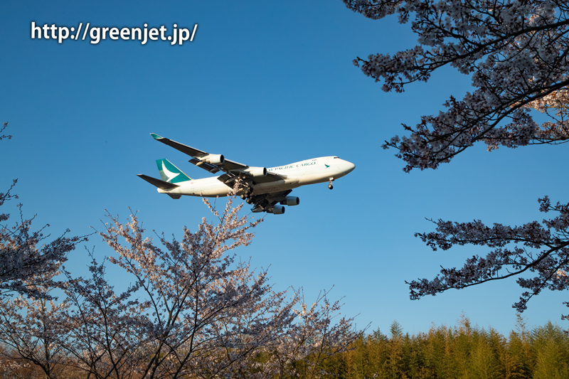 芝山水辺の里で撮る桜と飛行機