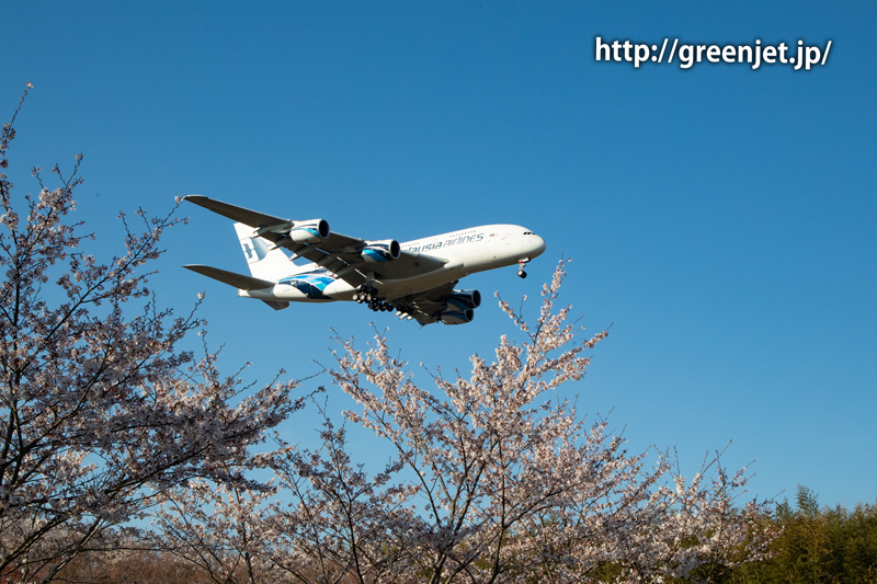 芝山水辺の里で撮る桜と飛行機