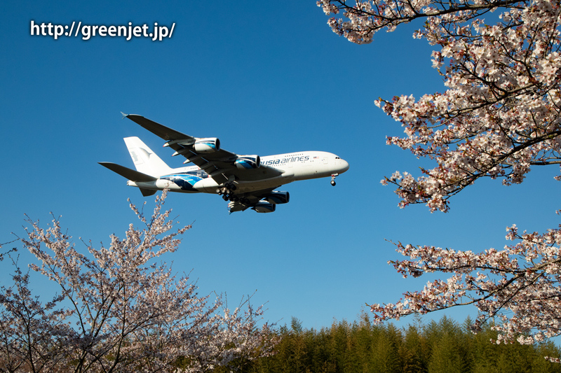 芝山水辺の里で撮る桜と飛行機