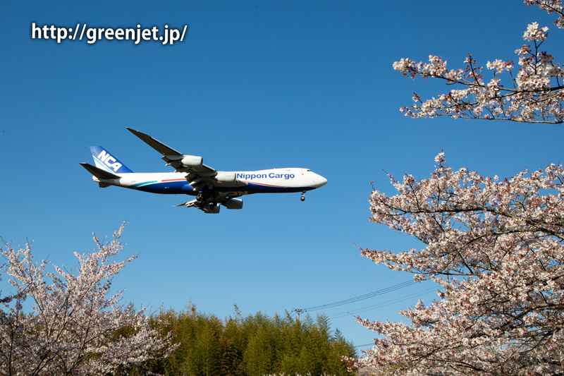 芝山水辺の里で撮る桜と飛行機