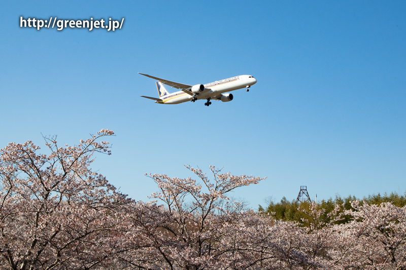 芝山水辺の里で撮る桜と飛行機