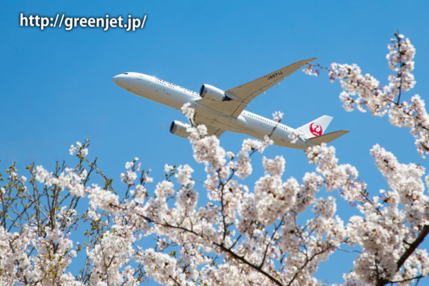 満開の桜！さくらの山にて飛行機と