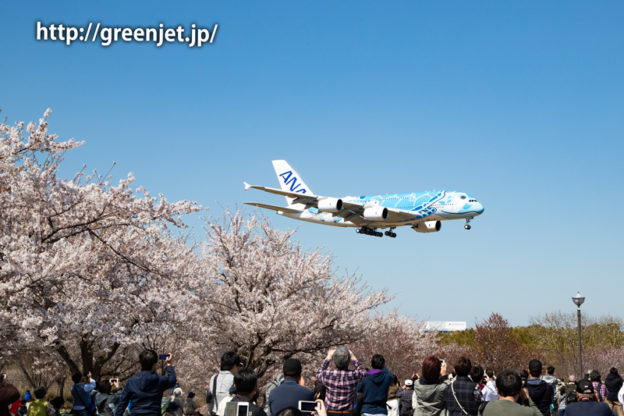 ANAのフライング・ホヌと桜