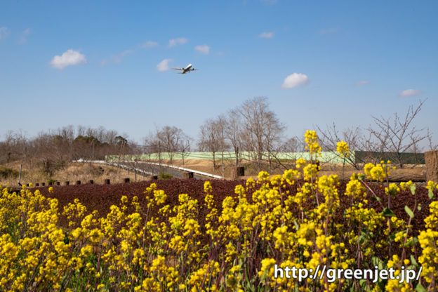 菜の花と飛行機～エバーB787の上がり！