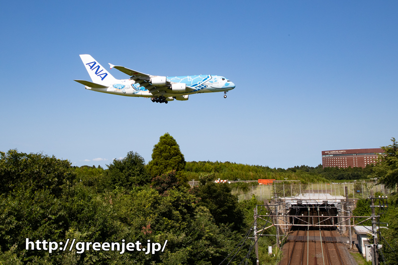 ANA フライングホヌ1号機と京成線。。