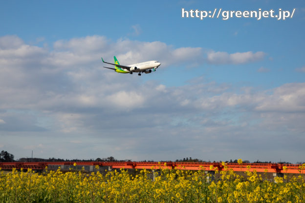 菜の花と飛行機写真を野球場ポイントで