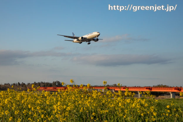 続！菜の花と飛行機写真を野球場ポイントで