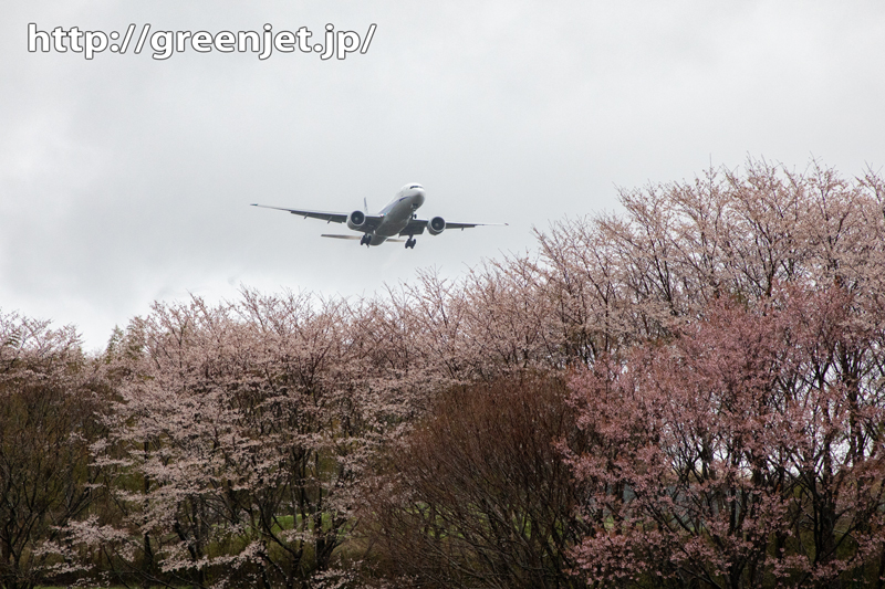 2020年～成田の桜と飛行機は雨模様