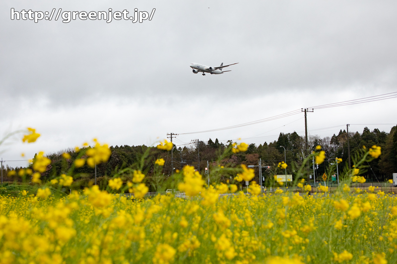 2020年春の菜の花と飛行機＠成田①