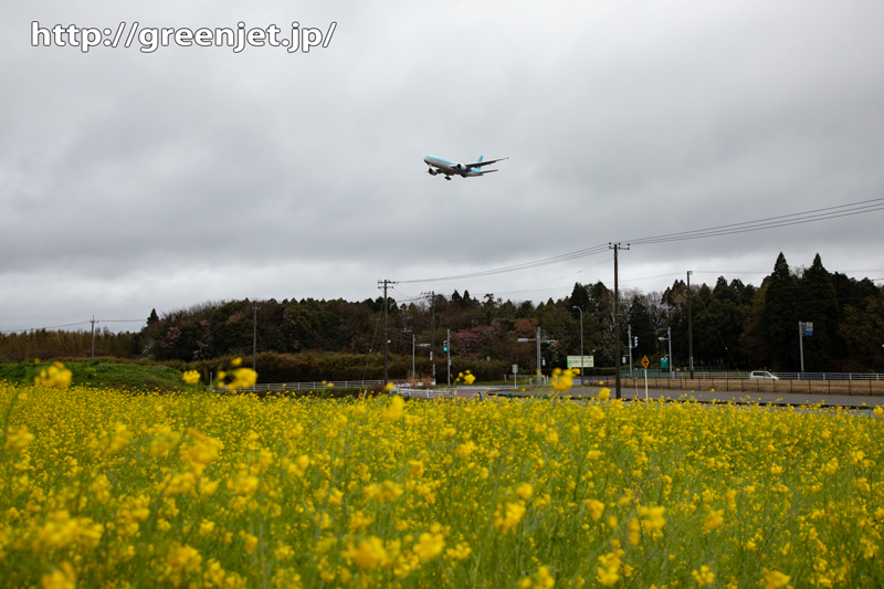 2020年春の菜の花と飛行機＠成田①